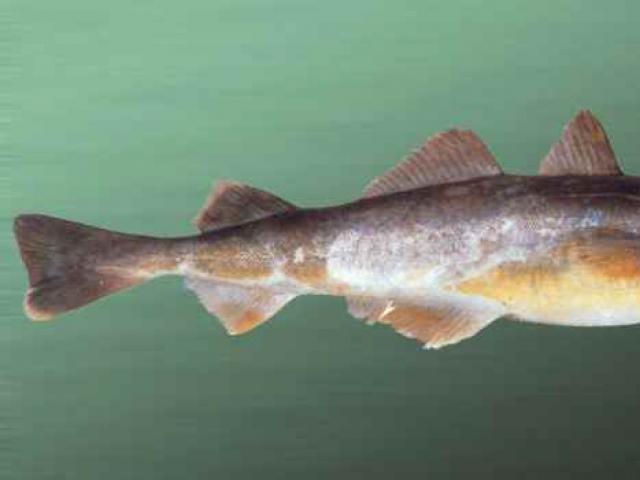 Viss par Navaga zivju labvēlīgajām īpašībām: ieguvumi un kaitējums cilvēka ķermenim