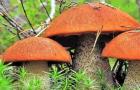 Kawior grzybowy na zimę z grzybów miodowych: najlepsze przepisy