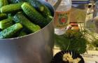Ako nakladať uhorky, aby boli chutné a chrumkavé