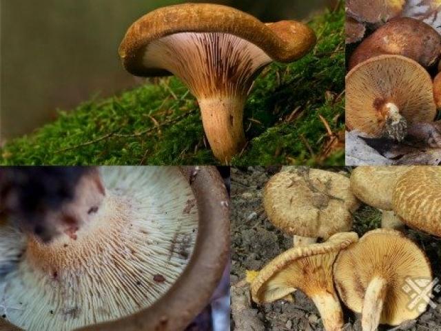 Dunka mushrooms: edible or not Svinushka mushroom description