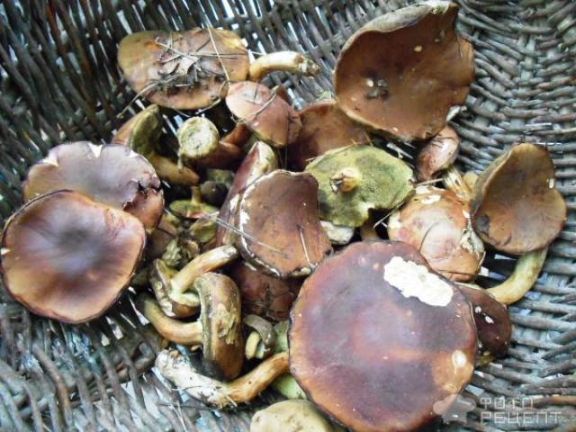 Польский гриб приготовление Сколько варить польские грибы для маринования