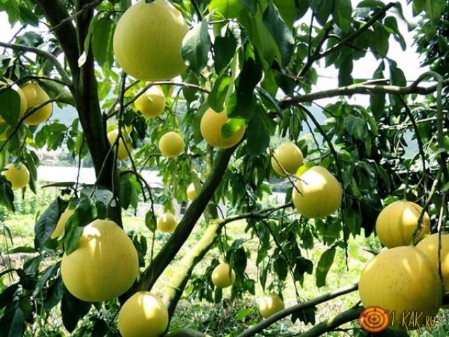 Growing pomelo at home