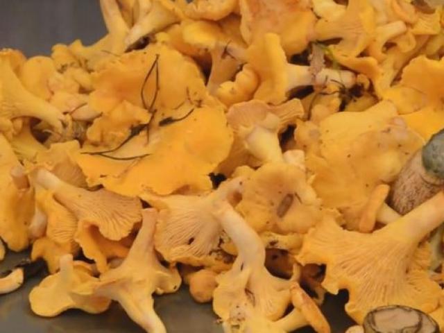 Маринованные лисички: как приготовить на зиму хрустящие, пряные и «быстрые» грибы