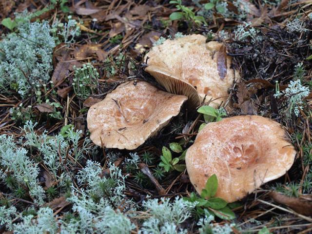 Полезная закуска для любого стола – грибы рыжики: описание, виды и фото Почему рыжики рыжие